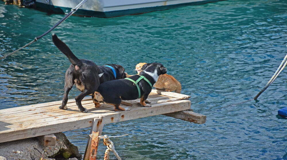 Στην παραλία της Καραθώνας δύο σκύλοι εναντίον μίας γάτας , Ναύπλιο Πέμπτη 24 Οκτωβρίου 2013. Δύο σκυλιά κυνηγούν μία γάτα στην άκρη της παραλίας. Τελικό αποτέλεσμα ο ένας σκύλος στην θάλασσα. ΑΠΕ-ΜΠΕ /ΑΠΕ-ΜΠΕ/ΜΠΟΥΓΙΩΤΗΣ ΕΥΑΓΓΕΛΟΣ