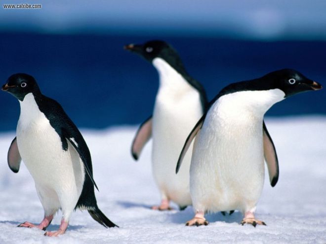 Μυστήριο με 150.000… εξαφανισμένους πιγκουίνους!