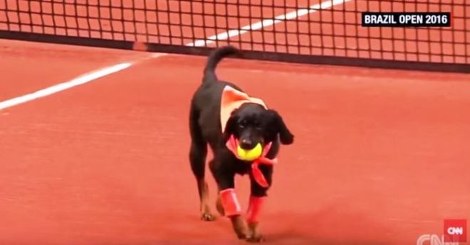 Όταν τα αδέσποτα σκυλιά γίνονται ball boys στο τένις!(VIDEO)