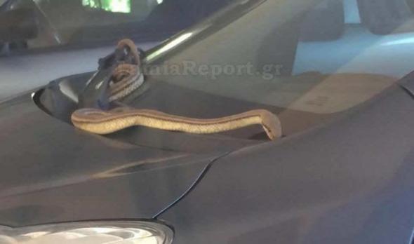Πήγε να πάρει το αυτοκίνητό του και ένα φίδι "τον περίμενε" επάνω στο παρμπρίζ(ΦΩΤΟ)