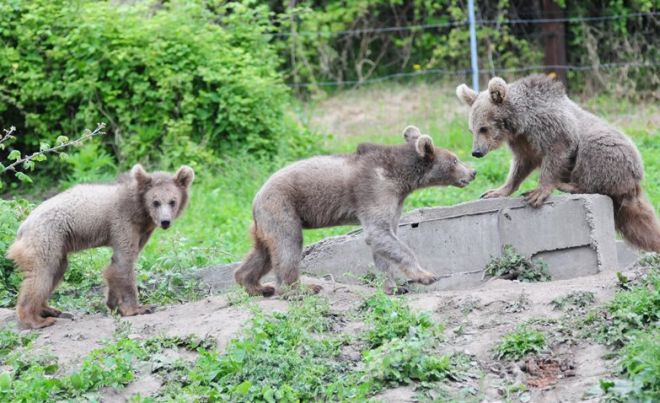 Τα ορφανά αρκουδάκια της Τιφλίδας βρήκαν καταφύγιο στον Αρκτούρο