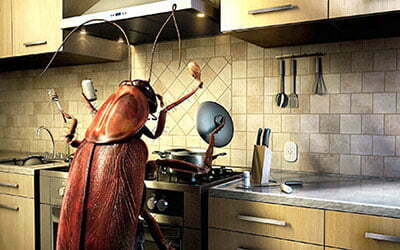 Έτσι θα εξαφανίσετε από το σπίτι σας τις κατσαρίδες!