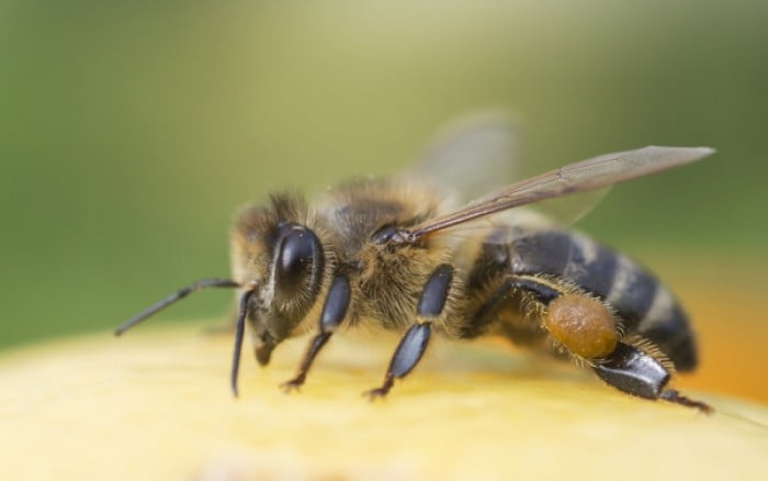 Τσίμπημα μέλισσας: Το γιατροσόφι που θα σε ανακουφίσει