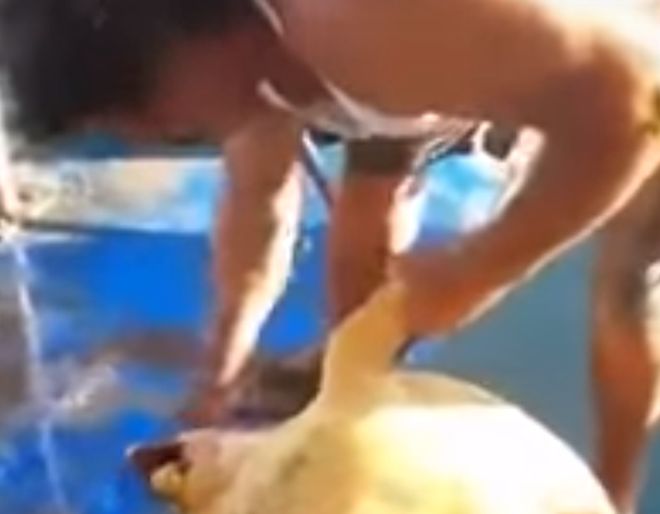 Ανθρωπόμορφο τέρας βασανίζει χελώνα και το ανεβάζει στο facebook!(VIDEO)