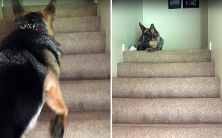 Γερμανικός ποιμενικός ανεβάζει μικροσκοπικό γατί στις σκάλες (ΒΙΝΤΕΟ)