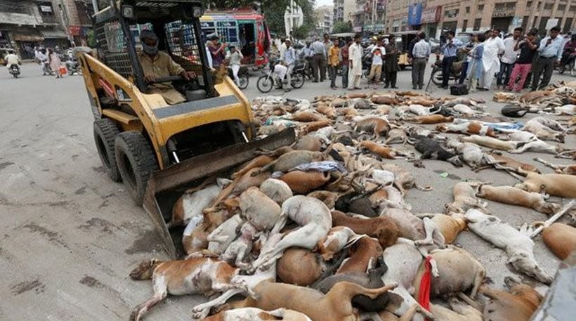 Απίστευτη κτηνωδία: Οι αρχές στο Καράτσι δηλητηρίασαν εκατοντάδες αδέσποτα σκυλιά