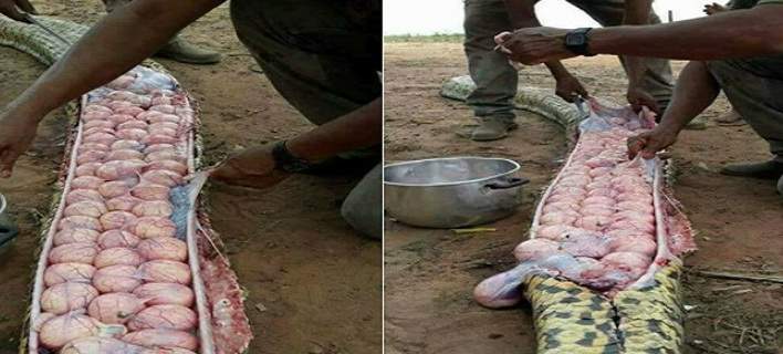 Σκότωσαν τεράστιο φίδι και βρήκαν δεκάδες αβγά μέσα του(ΦΩΤΟ)