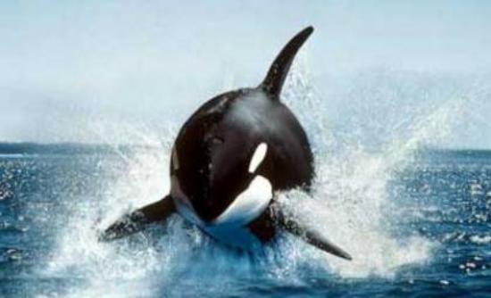 Φάλαινα "δολοφόνος" κατασπαράζει ζωντανό καρχαρία!(ΒΙΝΤΕΟ)