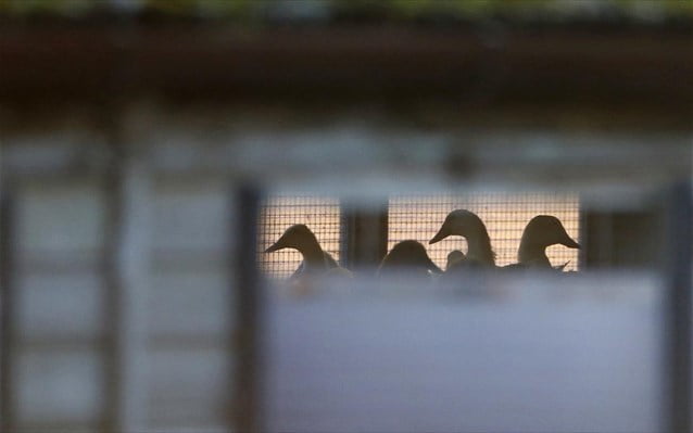 Γρίπη των πτηνών: Θανατώθηκαν 5.000 γαλοπούλες