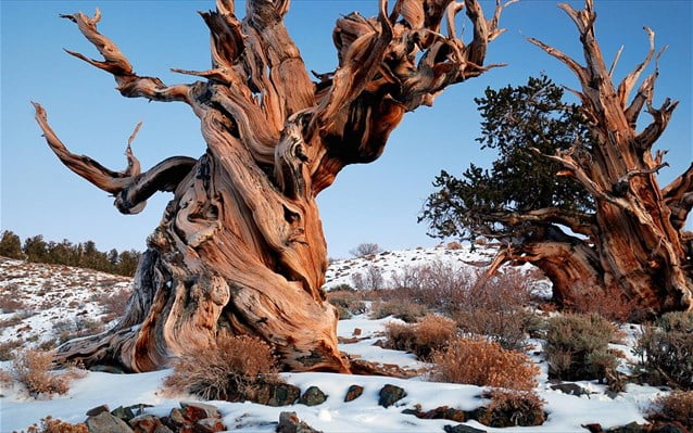 Η κλιματική αλλαγή απειλεί τα παλαιότερα δέντρα του κόσμου