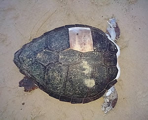 ΣΟΚ: Δέκα αποκεφαλισμένες θαλάσσιες χελώνες στη Νάξο