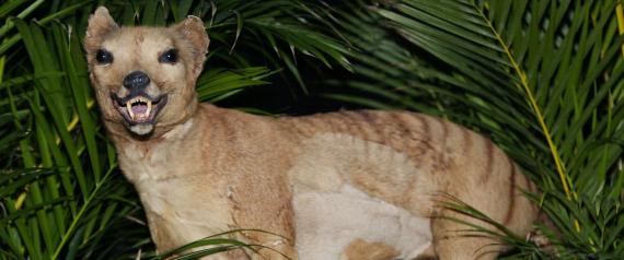 Μυστήριο με την τίγρη της Τασμανίας-Oι επιστήμονες αναζητούν ξανά τα ίχνη της
