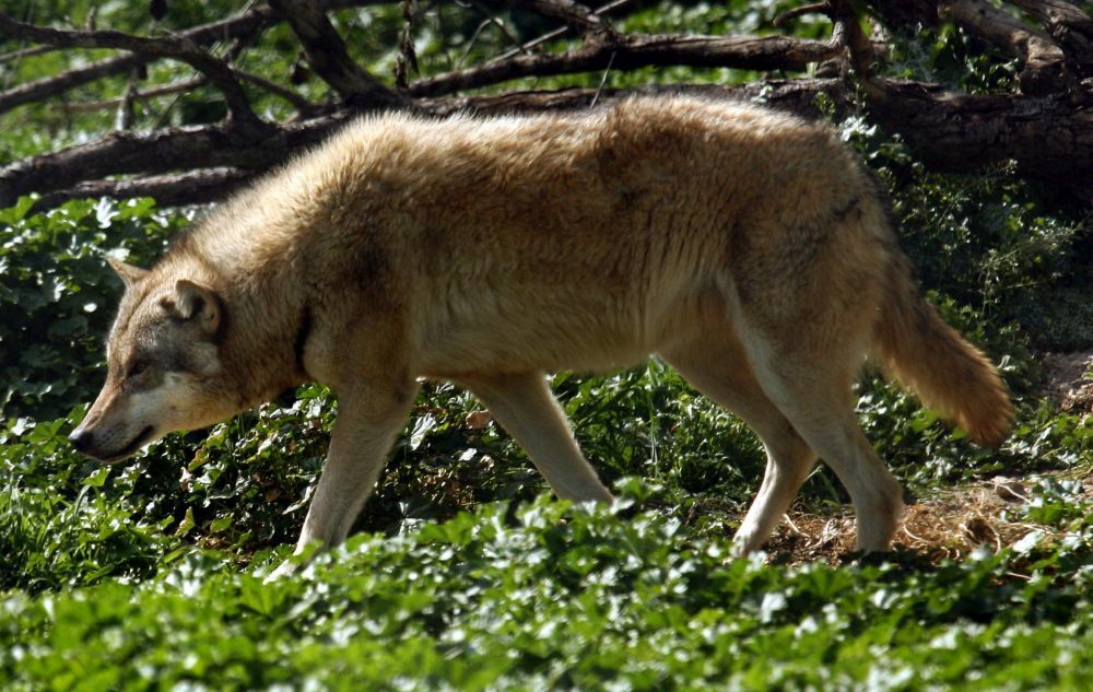 Εμφανίστηκαν λύκοι σε περιοχή της Θεσσαλονίκης (ΒΙΝΤΕΟ)