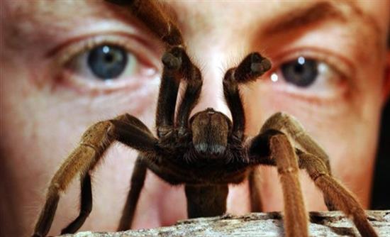 Ερευνα: Οι αράχνες θεωρητικά μπορούν να φάνε κάθε άνθρωπο στη γη και ακόμη να πεινάνε