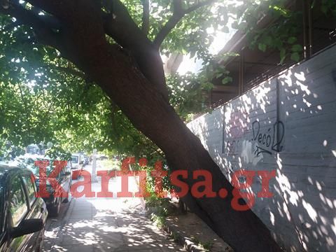 ΣΟΚ! Κρεμάστηκε από δέντρο στο κέντρο της Θεσσαλονίκης! (ΦΩΤΟ)