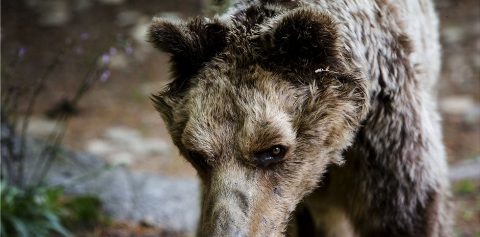 "Εφυγε" σε ηλικία 29 ετών η γηραιότερη αρκούδα του "ΑΡΚΤΟΥΡΟΥ"