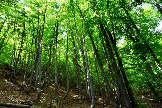 Την απαγόρευση εισαγωγής προϊόντων από αποψίλωση δασών συζητάει η ΕΕ