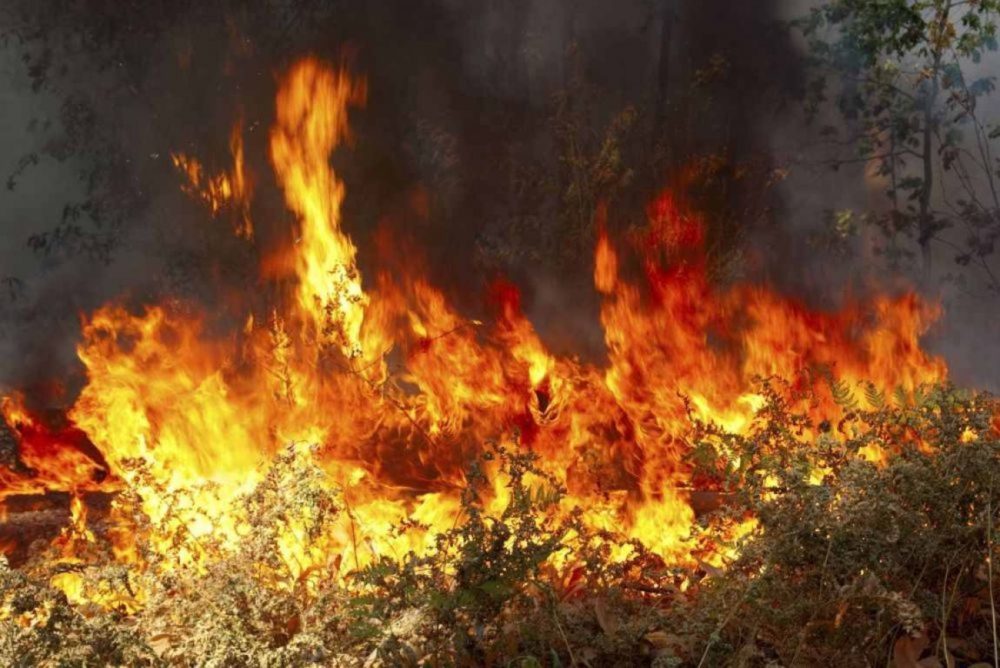 Τρίκαλα: Συνελήφθη μία ηλικιωμένη για την πυρκαγιά σε δασική έκταση