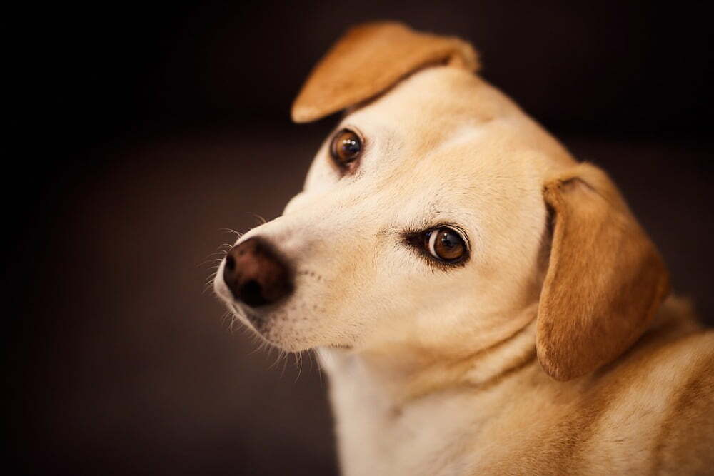 “Discover Dogs”: Επιστρέφει στη Θεσσαλονίκη στις 9 και 10 Απριλίου στη ΔΕΘ HELEXPO