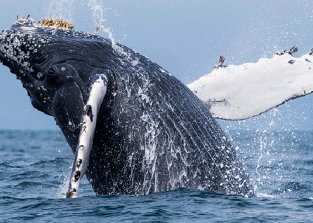 Ιαπωνία: Πλοίο συγκρούστηκε με… φάλαινα –87 τραυματίες