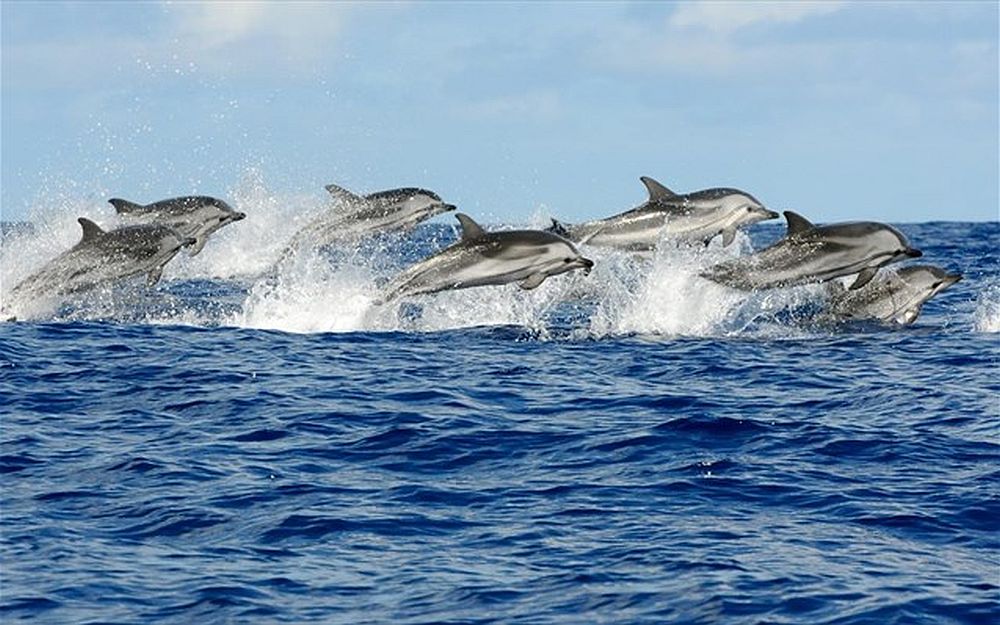 Β. Αιγαίο: Εκβρασμός Ζωνοδέλφινων