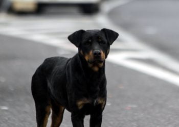 Θεσσαλονίκη: Σκύλος δάγκωσε άνδρα στη βουβωνική χώρα