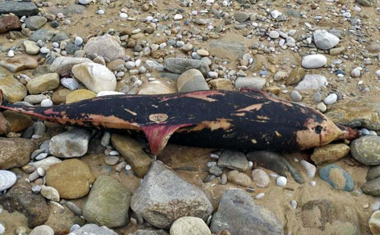 Καβάλα: Νεκρό δελφίνι ξεβράστηκε σε παραλία του Δήμου Παγγαίου