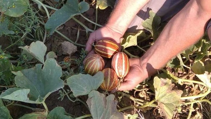 Πεπόνια «τσέπης» καλλιεργεί παραγωγός από το Κιλκίς