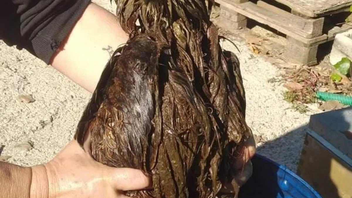 Θεσσαλονίκη: Καθάρισαν μπούφο βουτηγμένο σε λύματα- Δεν μπορούσε να πετάξει