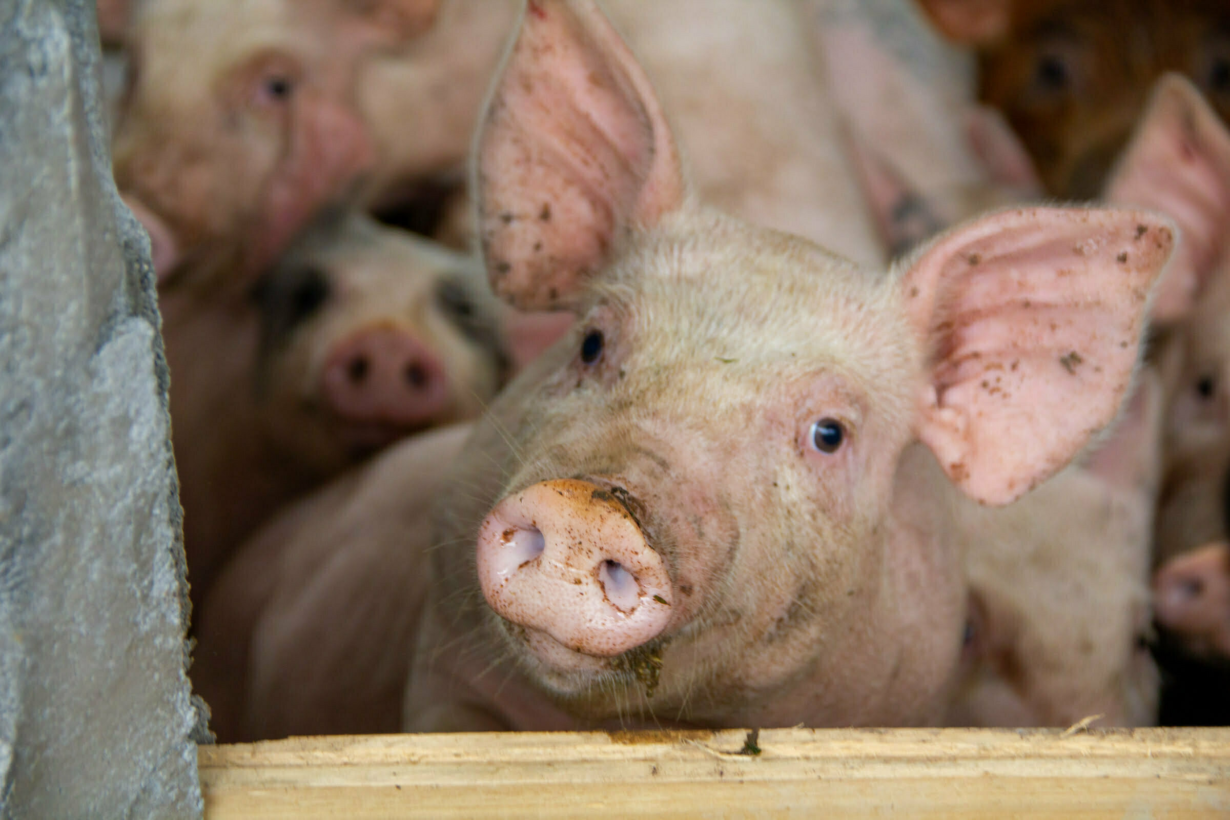 ΠΚΜ: Ραγδαία αύξηση κρουσμάτων αφρικανικης πανώλης χοίρων στη Βουλγαρία- Εντατικοποίηση των μέτρων για να μην «περάσει» στη χώρα