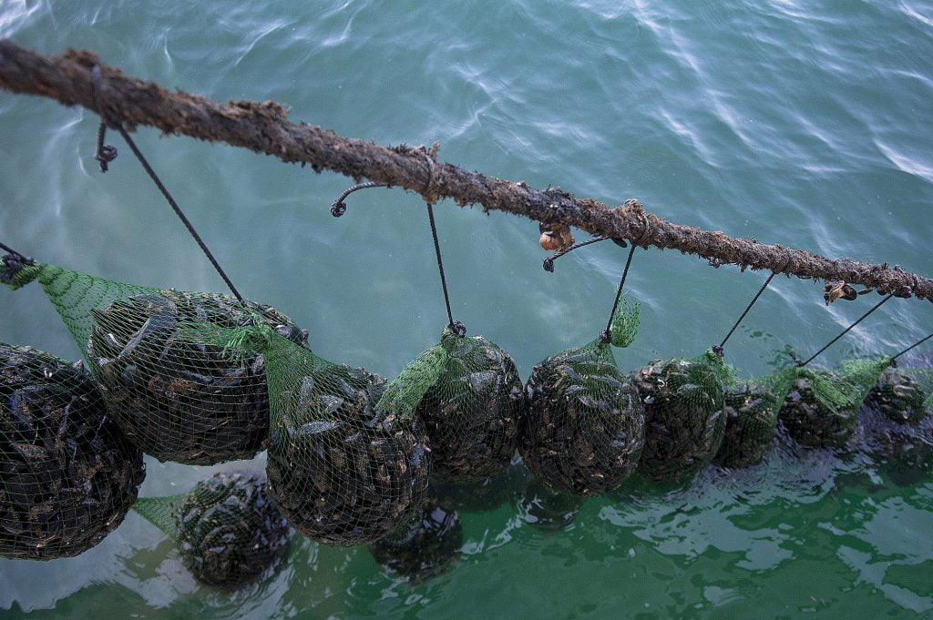 ΑΝΕΘ: 2η πρόσκληση για την ενίσχυση της αλιείας στον Δήμο Δέλτα