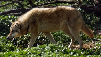 Θεσσαλονίκη: Περίπου 70 λύκοι υπάρχουν στις περιοχές γύρω από την πόλη (Video)