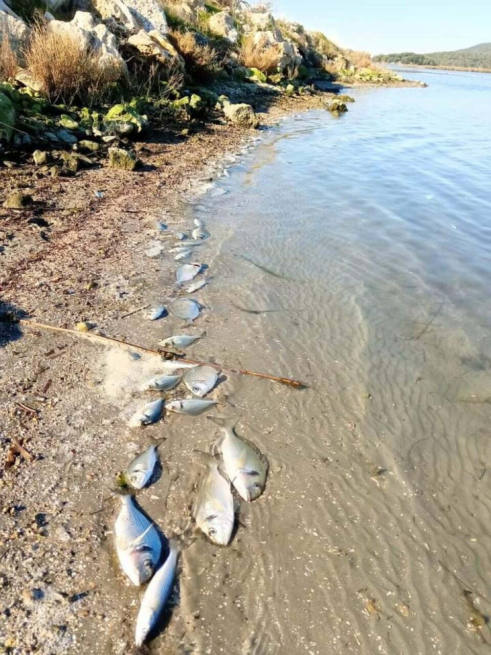Κακοκαιρία «Ελπίδα»: Περίπου 370.000 ψάρια νεκρά στη λιμνοθάλασσα Δρεπάνου