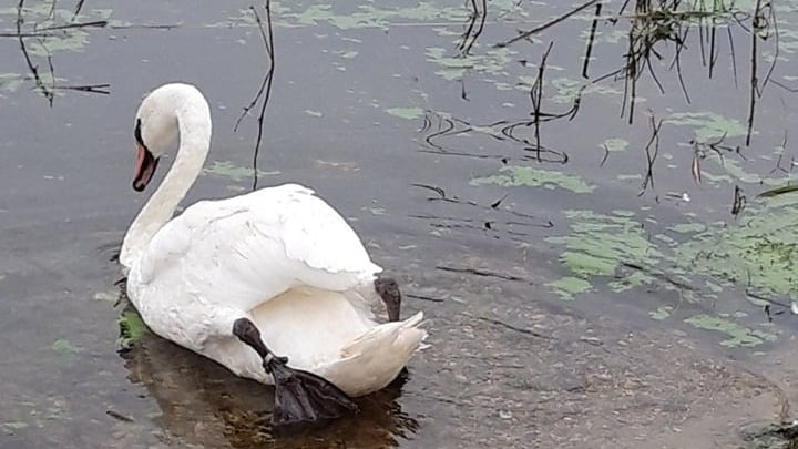 Στις εκβολές του Γαλλικού θα επανενταχθεί ένας βουβόκυκνος