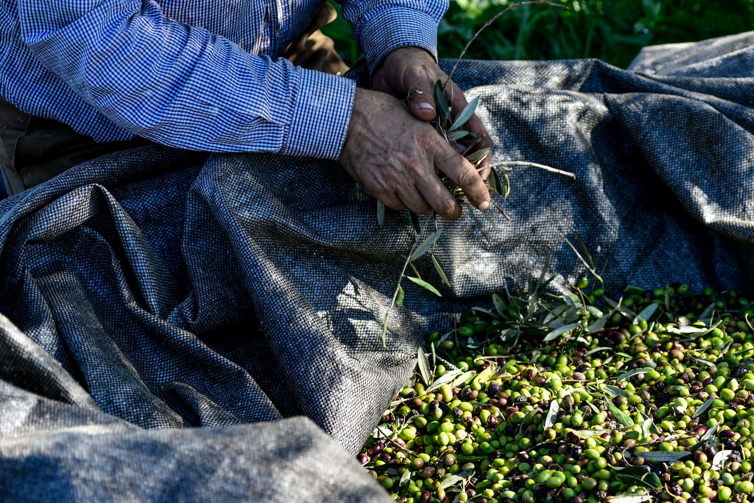 Ενισχύσεις 31 εκατ. ευρώ για αγροτικά προϊόντα