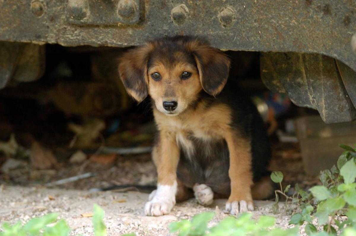 Θεσσαλονίκη: 29χρονος έκλεψε πτηνά και κουταβάκια από κτήμα