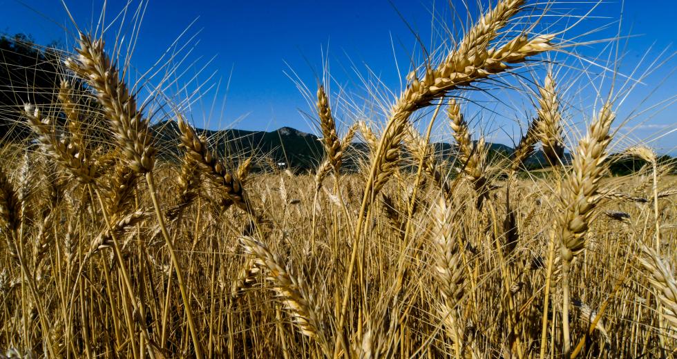 Προειδοποίηση ΟΗΕ για την αλυσίδα ανεφοδιασμού τροφίμων λόγω πολέμου