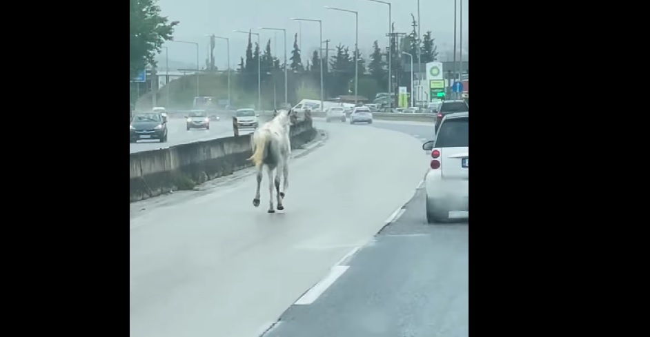 Απίστευτο βίντεο: Άλογο βολτάρει δίπλα στα αυτοκίνητα στη Θεσσαλονίκη!