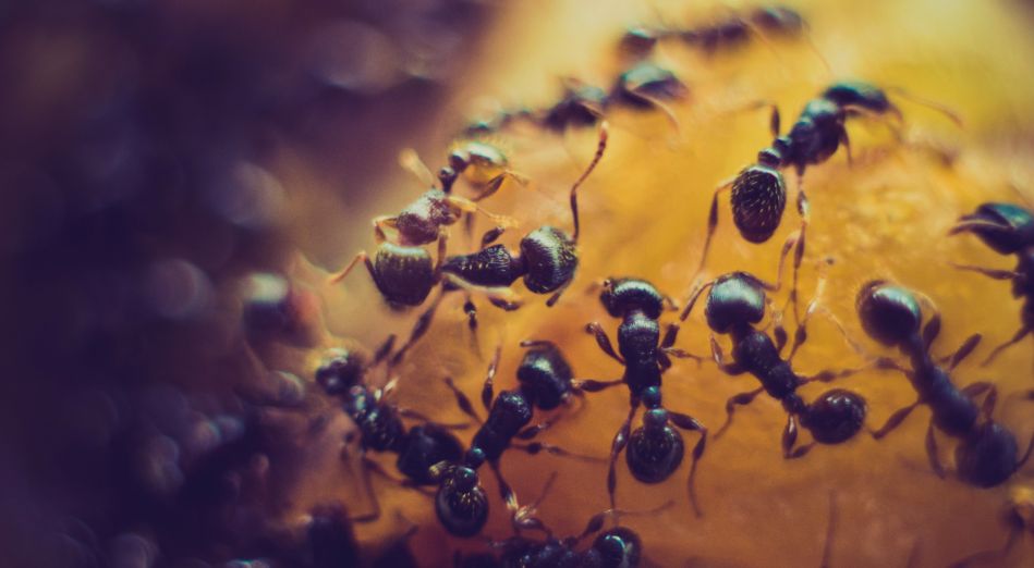 Καρκίνος: Το έντομο με τη «δυνατή» όσφρηση που τον ανιχνεύει