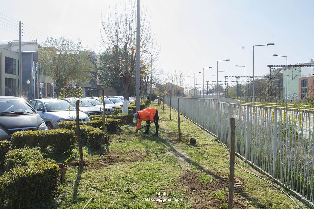 Ο Δήμος Αμπελοκήπων-Μενεμένης φύτευσε 75 δέντρα στην λωρίδα πρασίνου στην οδό Αλεξίου (φωτο)