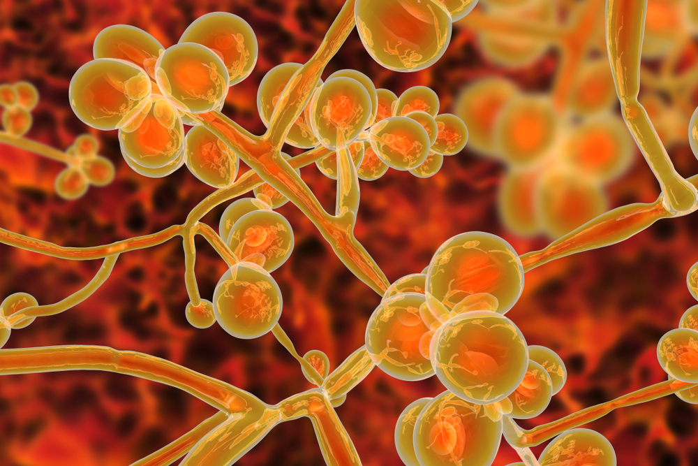 Καπραβέλος για Candida Auris: Προς το παρόν δεν μας έχει απασχολήσει στα νοσοκομεία της Β. Ελλάδας