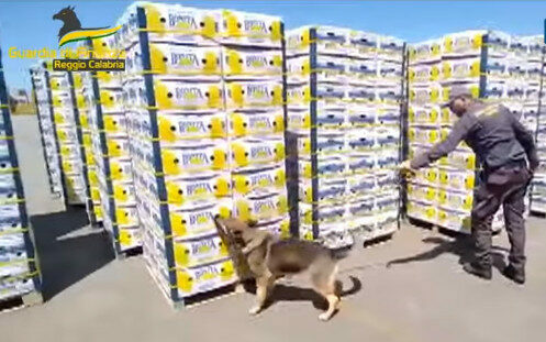 Ιταλία: Έκρυβαν 654 κιλά κοκαΐνης σε κουτιά με μπανάνες που προορίζονταν για τη Θεσσαλονίκη (BINTEO)