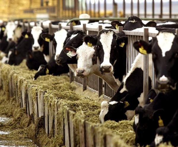 «Θα έρθουν νέες αυξήσεις 10% σε γάλα και κρέας»