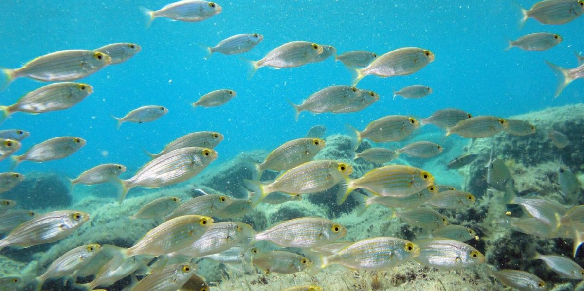 Και τα ψάρια «μεταναστεύουν» σε Μεσόγειο και Αιγαίο!