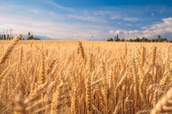 Τετραμερής συνάντηση Τουρκίας, Ρωσίας, Ουκρανίας και ΟΗΕ για τις εξαγωγές σιτηρών