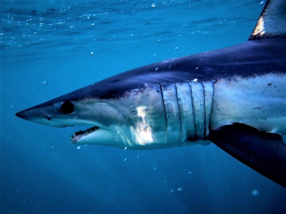 Αίγυπτος: Δύο γυναίκες σκοτώθηκαν από καρχαρίες στην Ερυθρά Θάλασσα (Video)