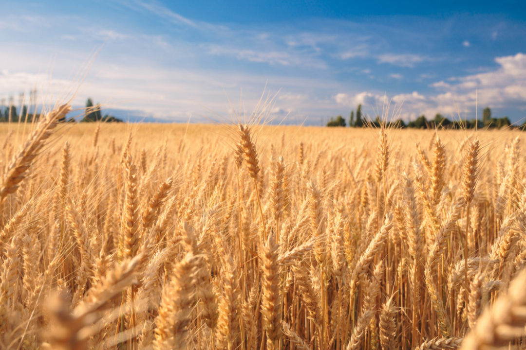 Η Άγκυρα ζητά την εφαρμογή της συμφωνίας για το ξεμπλοκάρισμα σιτηρών από την Ουκρανία