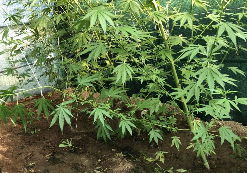 Ρέθυμνο: Συνελήφθη άντρας για καλλιέργεια δενδρυλλίων κάνναβης στον Δ. Αμαρίου