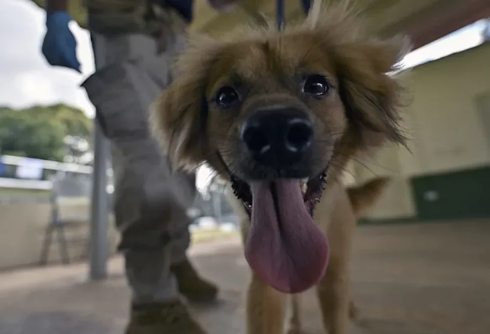 Η απίστευτη ιστορία μιας σκυλίτσας που… διέσχισε τον Ατλαντικό χωρίς τροφή και νερό