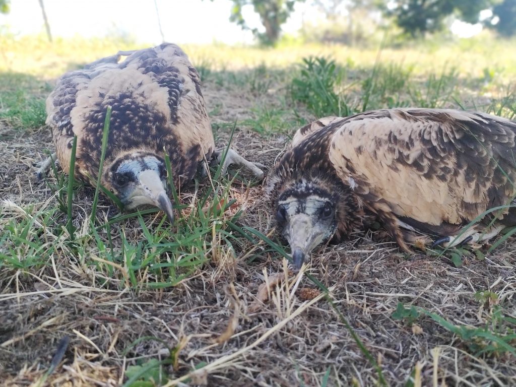 Δαδιά: Προληπτική απομάκρυνση δύο νεοσσών του σπάνιου είδους Ασπροπάρη από τη φωλιά